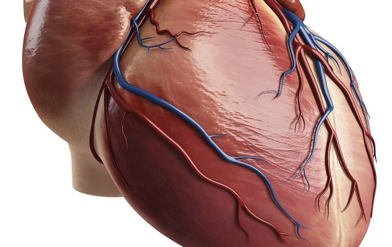 عضلات قلب