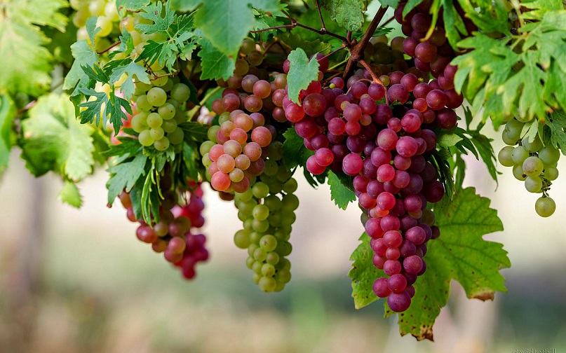 nature-beautiful-grapes-high-definition-full-screen-wallpaper-image-download
